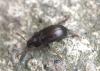 Nalassus sp.
